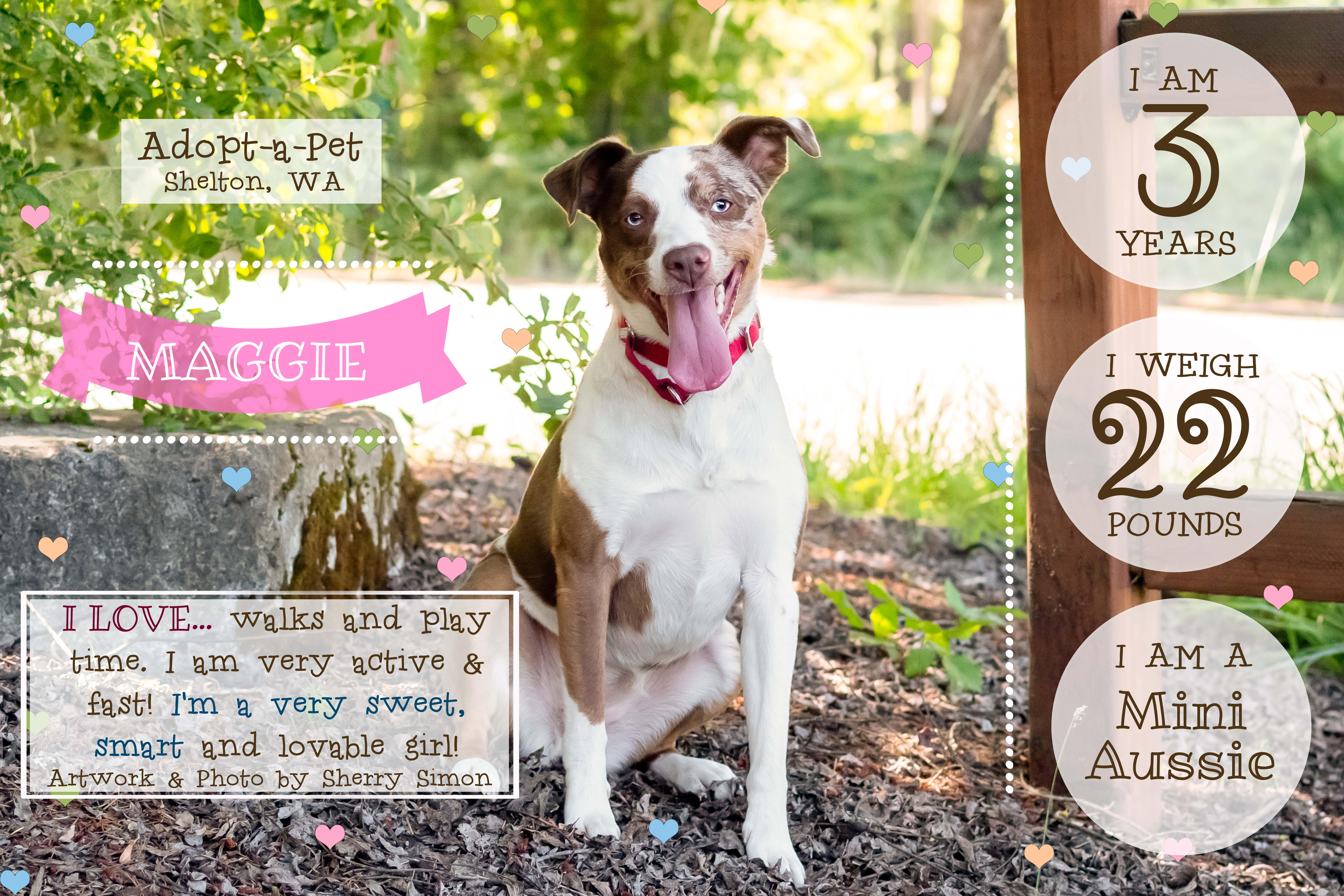 MAGGIE, an adoptable Australian Shepherd in Shelton, WA image 2/6