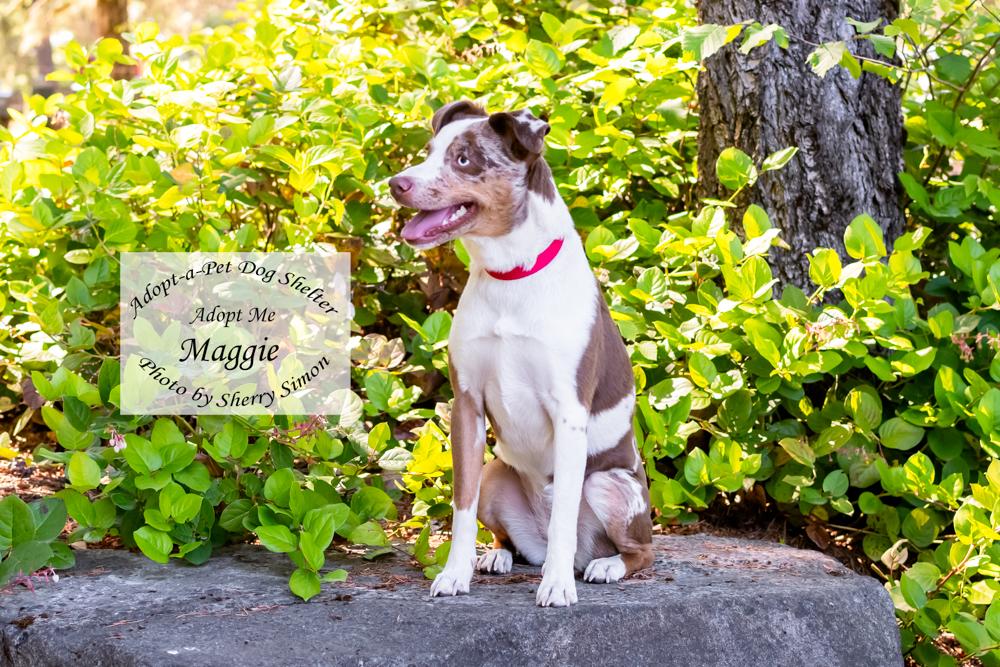 MAGGIE, an adoptable Australian Shepherd in Shelton, WA image 5/6