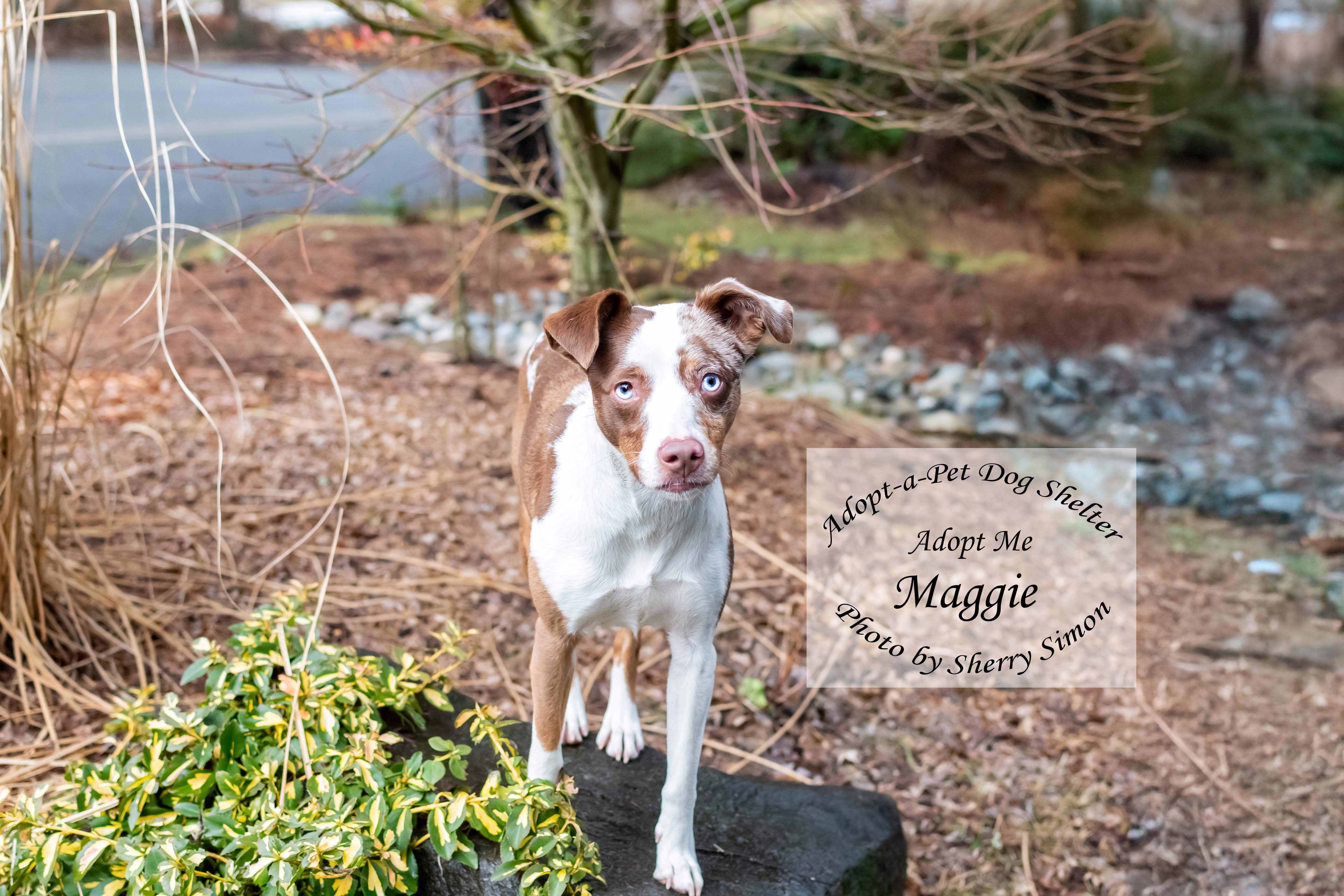 MAGGIE, an adoptable Australian Shepherd in Shelton, WA image 3/6