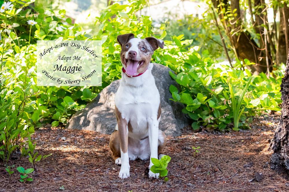 MAGGIE, an adoptable Australian Shepherd in Shelton, WA image 3/6