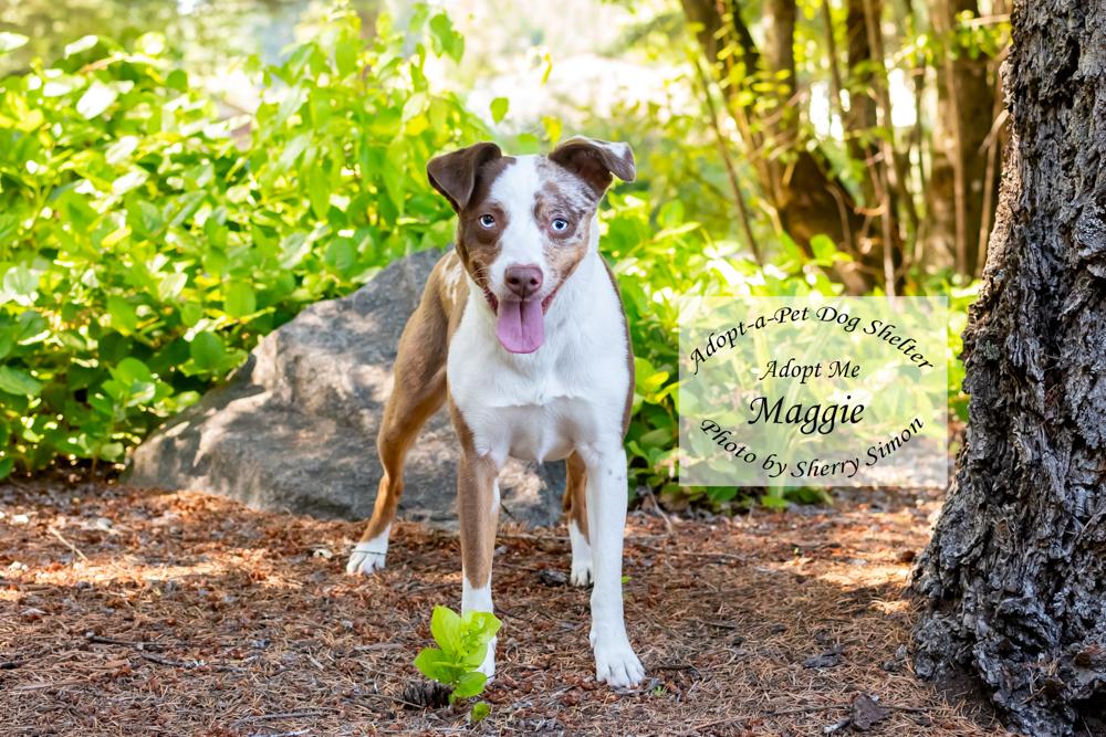 MAGGIE, an adoptable Australian Shepherd in Shelton, WA image 6/6