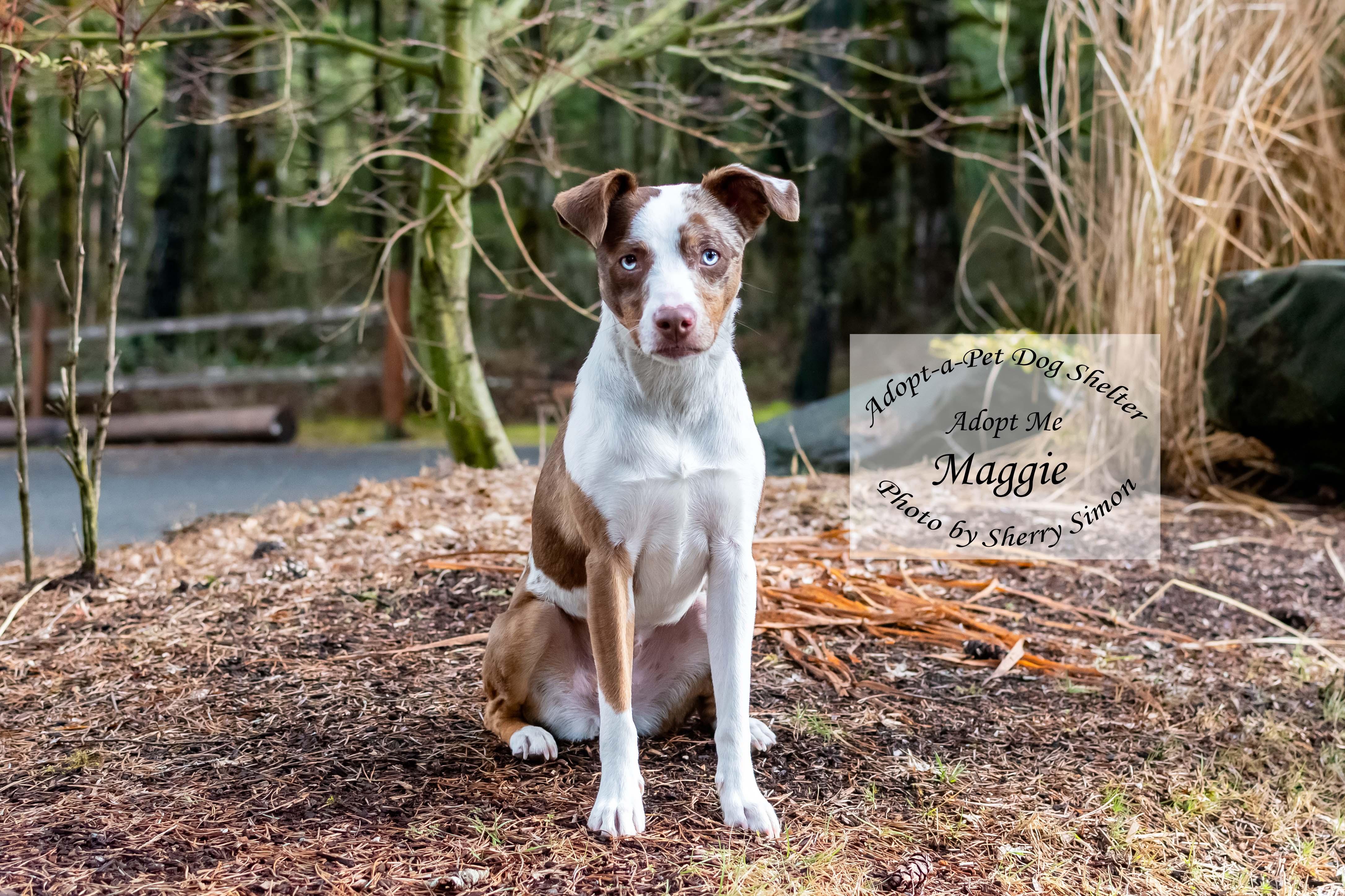 MAGGIE, an adoptable Australian Shepherd in Shelton, WA image 5/6