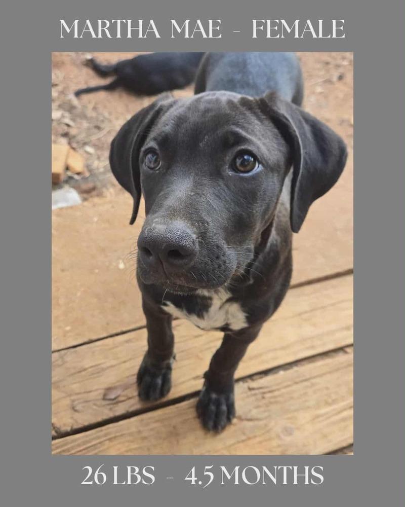 The Bridge Litter , girls, Adoptable, Puppy Female Labrador Retriever.
