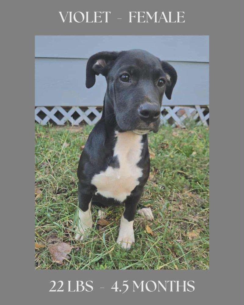 Enlarge The Bridge Litter , girls, a Adoptable Labrador Retriever in New Bedford, MA image 2/4
