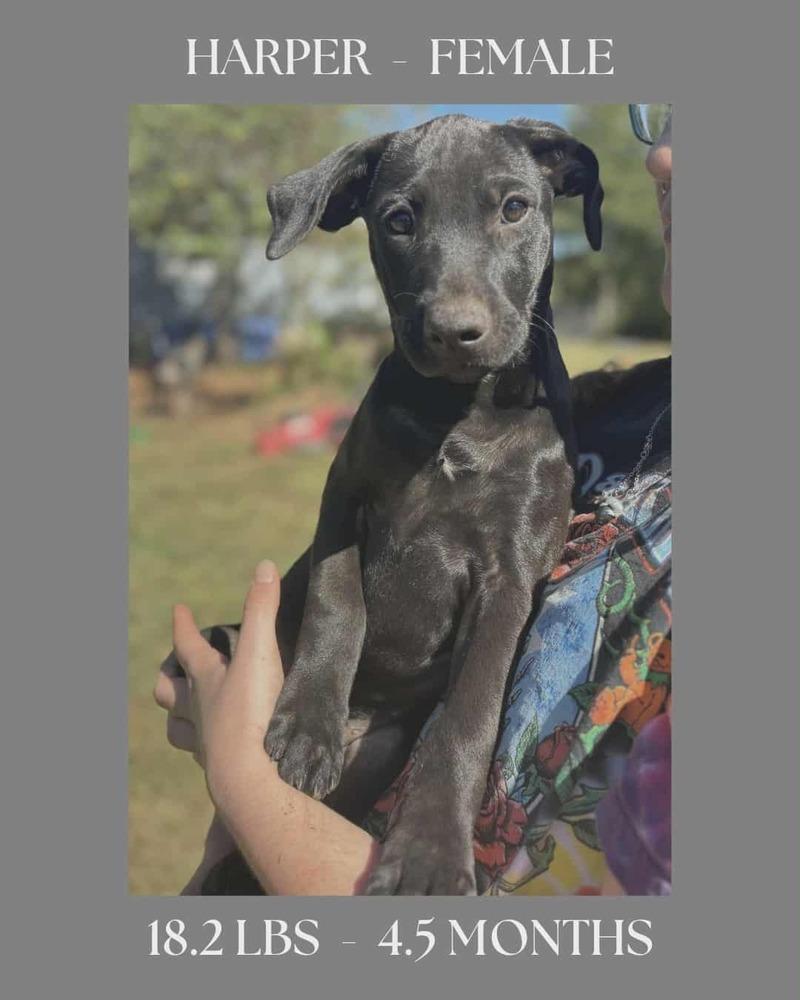 Enlarge The Bridge Litter , girls, a Adoptable Labrador Retriever in New Bedford, MA image 3/4
