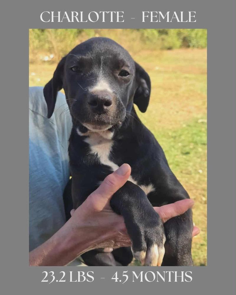 Enlarge The Bridge Litter , girls, a Adoptable Labrador Retriever in New Bedford, MA image 4/4