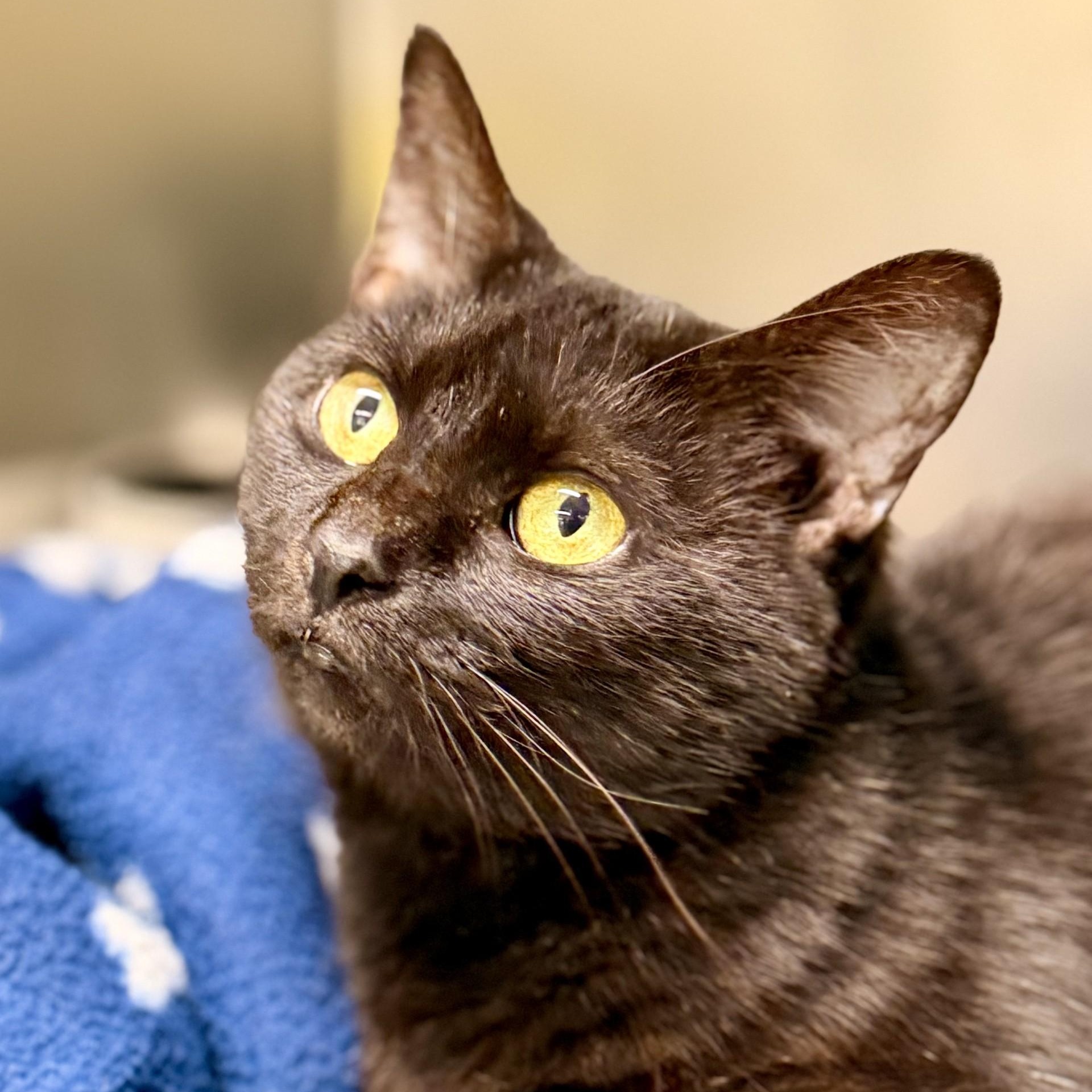 Enlarge Nessa, a Adoptable Domestic Short Hair in Jackson, NJ image 1/2