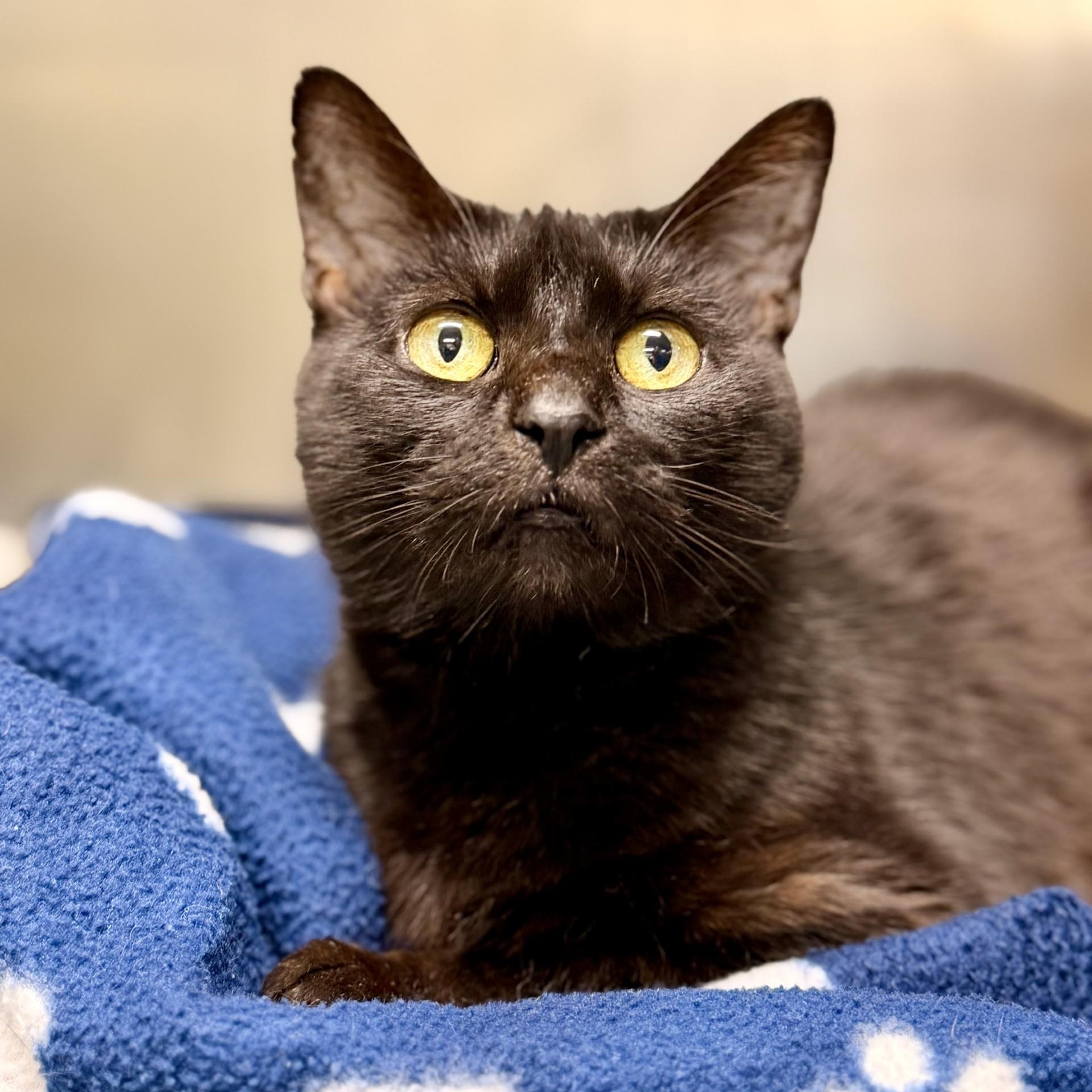 Enlarge Nessa, a Adoptable Domestic Short Hair in Jackson, NJ image 2/2