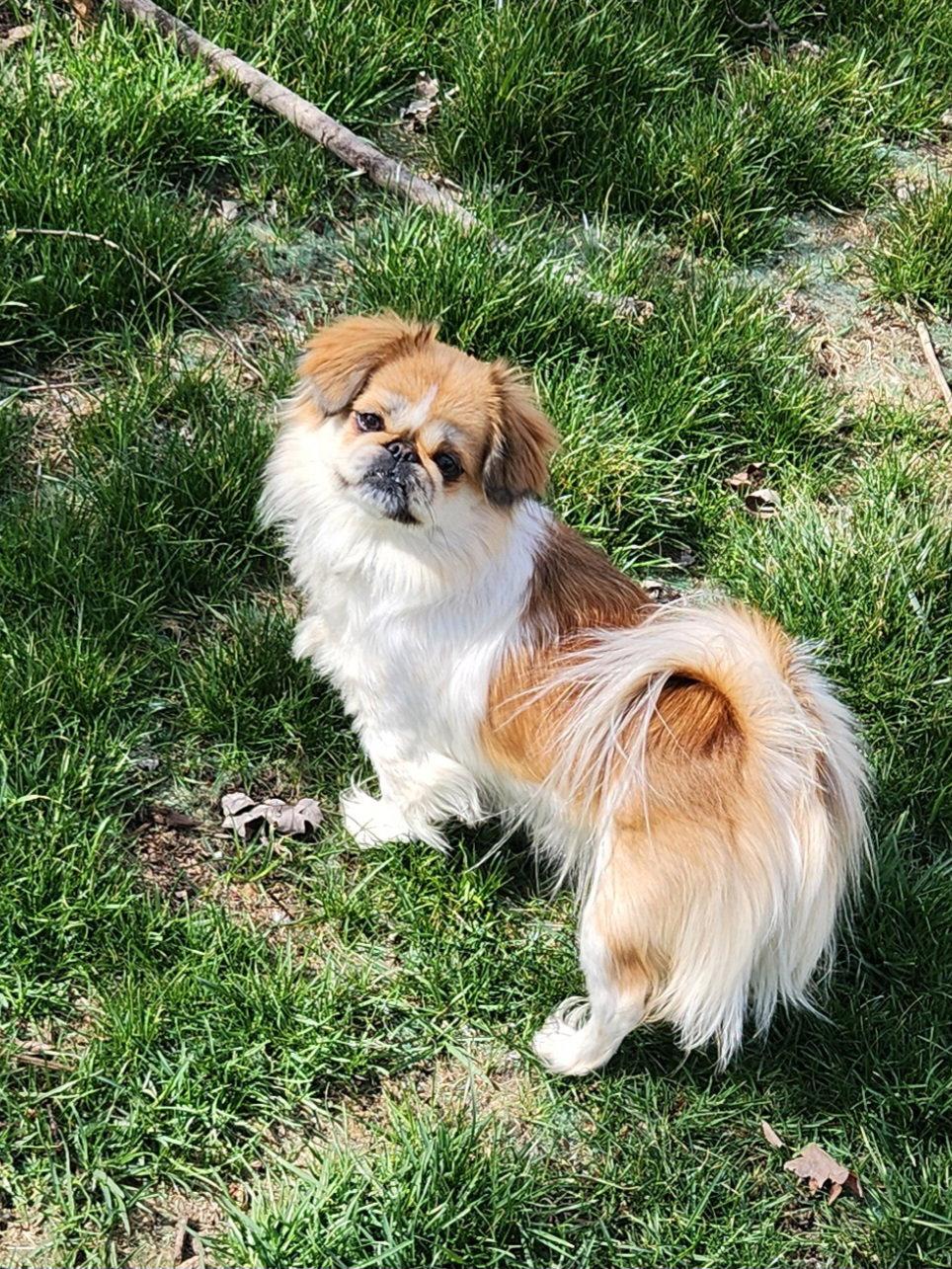 Lylbit, Adopted, Young Female Pekingese.