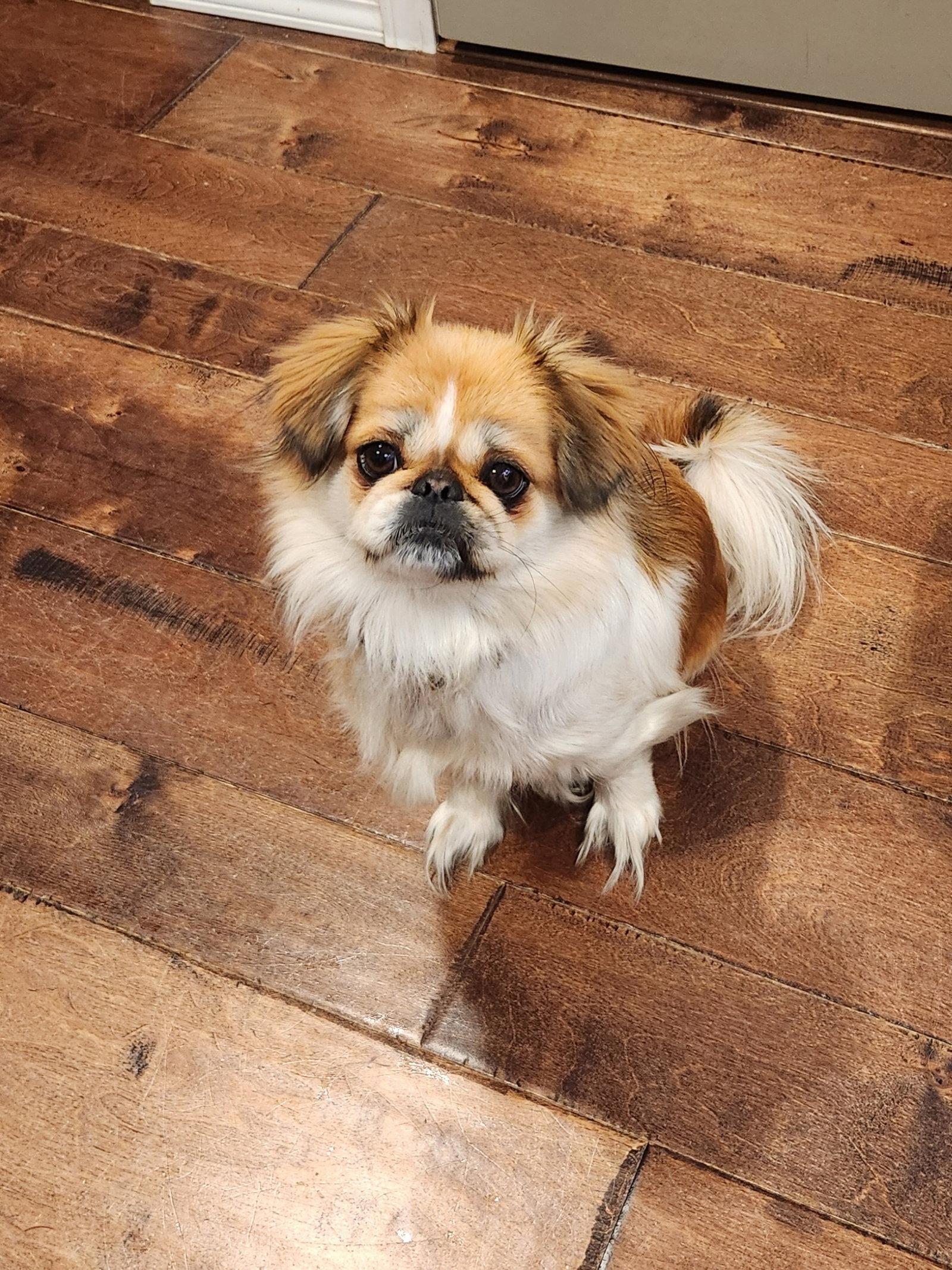 Enlarge Lylbit, a Adopted Pekingese in Fenton, MO image 3/3