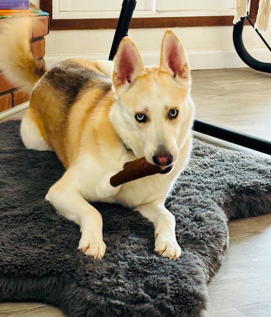 Kiwi, Adoptable, Young Female Siberian Husky & German Shepherd Dog.