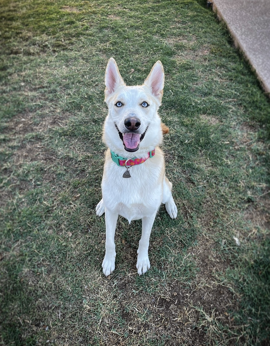 Enlarge Kiwi, a Adoptable mixed breed in Scottsdale, AZ image 4/6