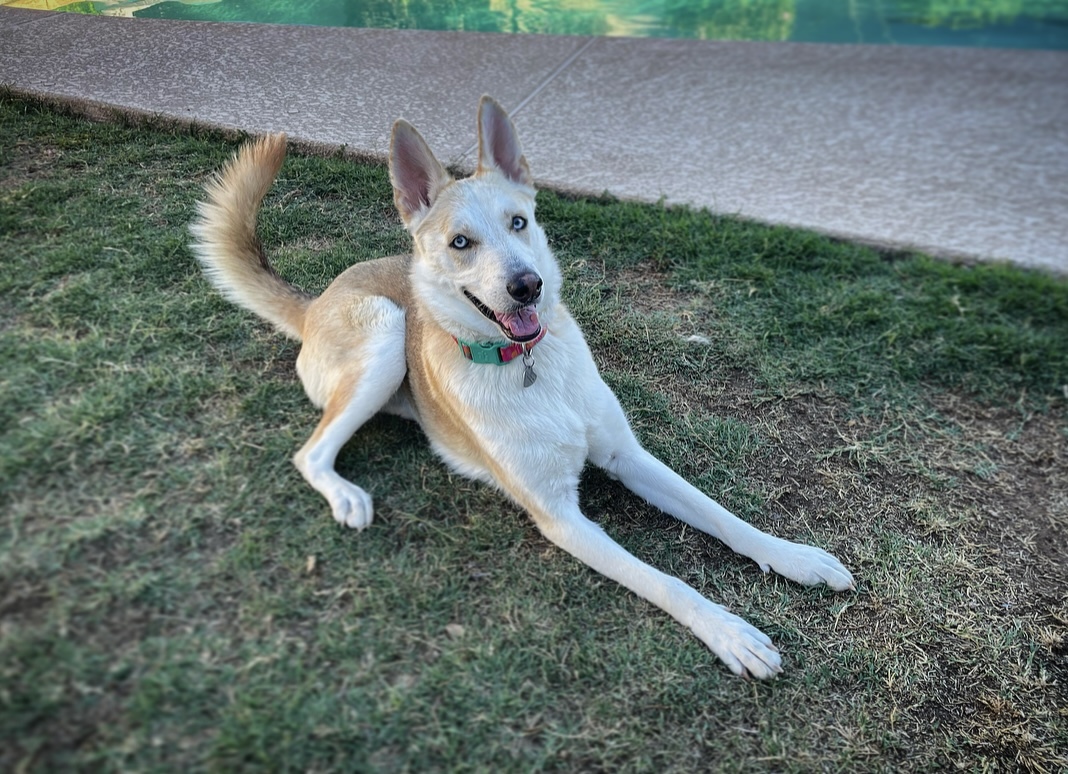 Enlarge Kiwi, a Adoptable mixed breed in Scottsdale, AZ image 6/6