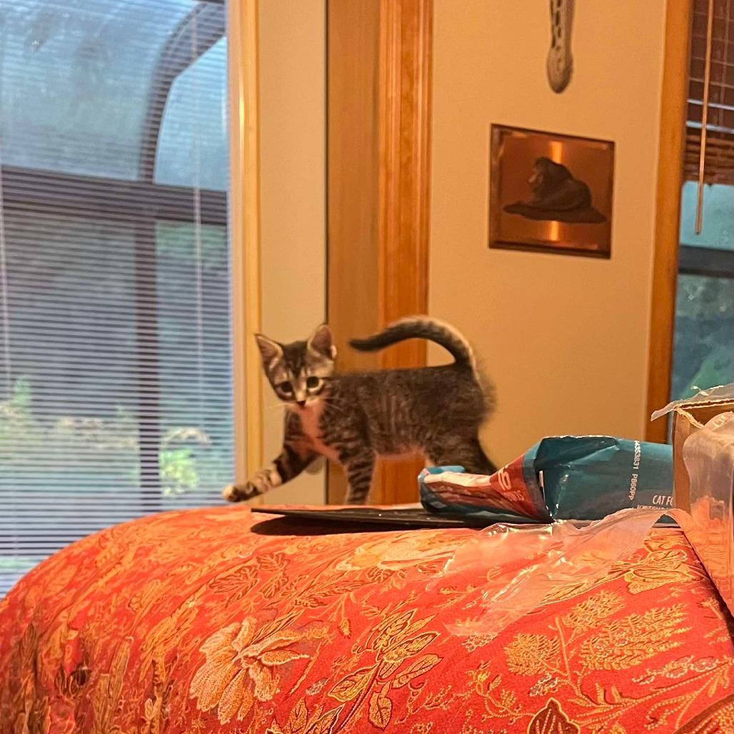 Tabitha, Adoptable, Young Female Domestic Short Hair.