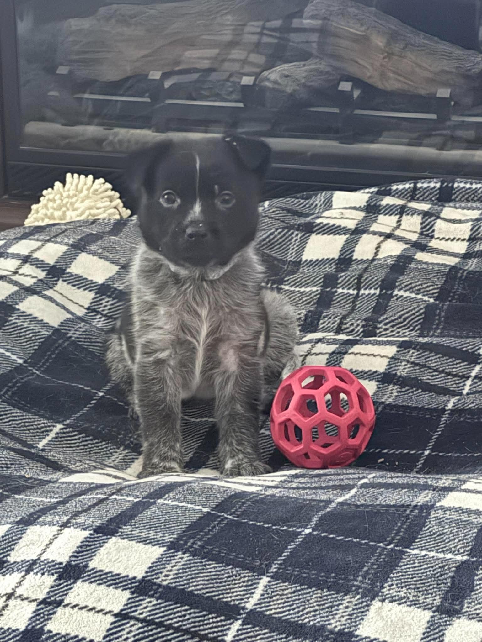 Koda, Adoptable, Puppy Male Australian Cattle Dog / Blue Heeler.