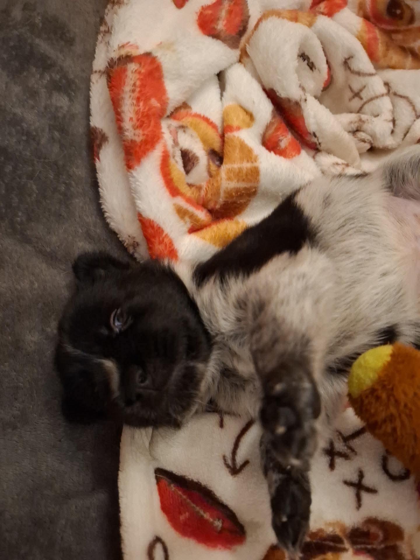 Enlarge Koda, a Adoptable mixed breed in Manchester, NH image 4/4