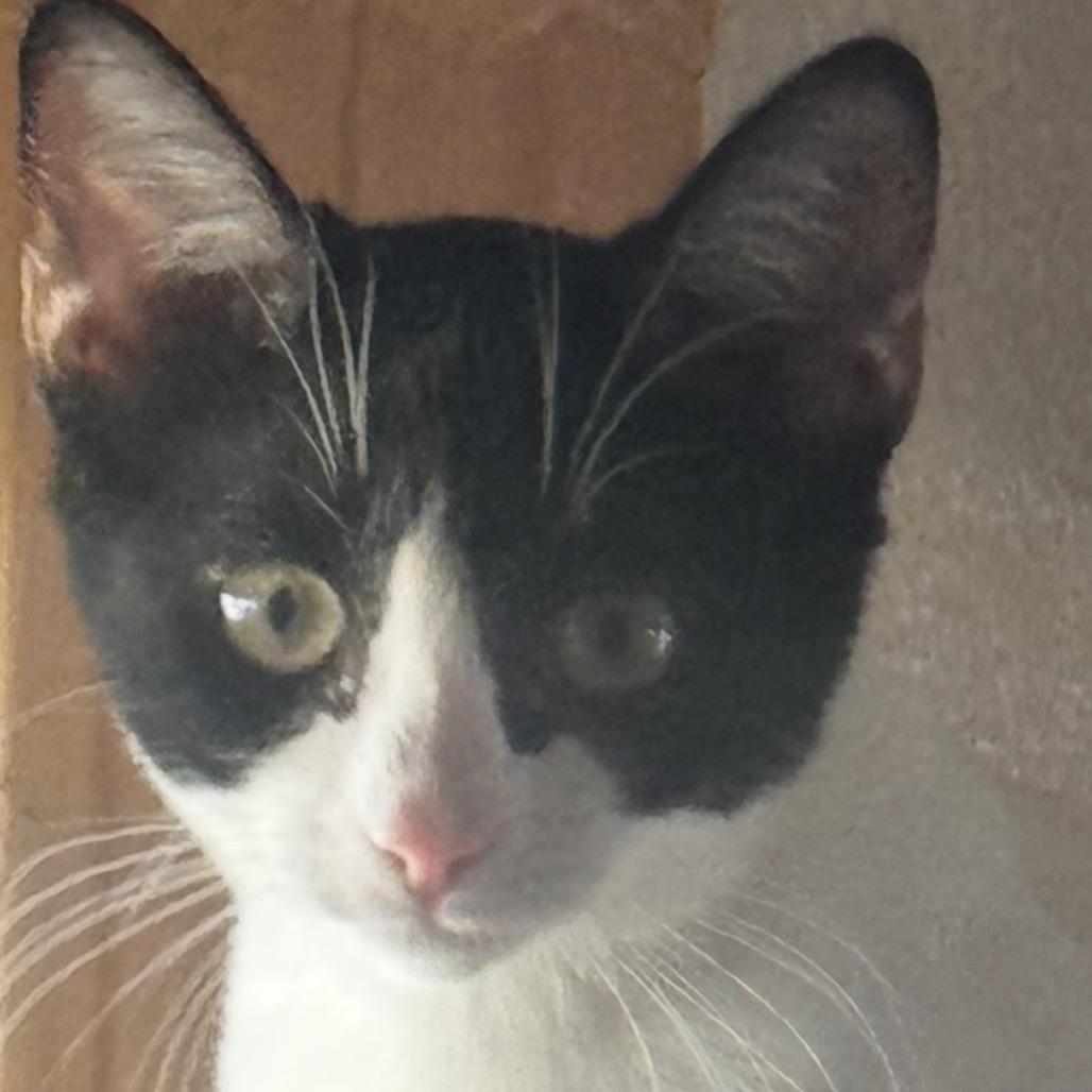 Batman, Adoptable, Kitten Male Domestic Short Hair.