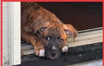 Ringo, Adoptable, Puppy Male Mixed Breed.