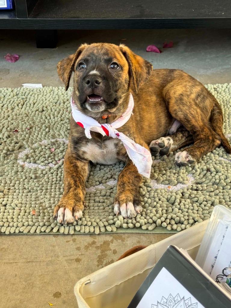 Ringo, Adoptable, Puppy Male Mixed Breed.