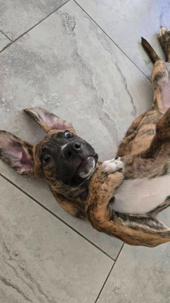 Enlarge Ringo, a Adoptable Mixed Breed in Mesa, AZ image 3/5