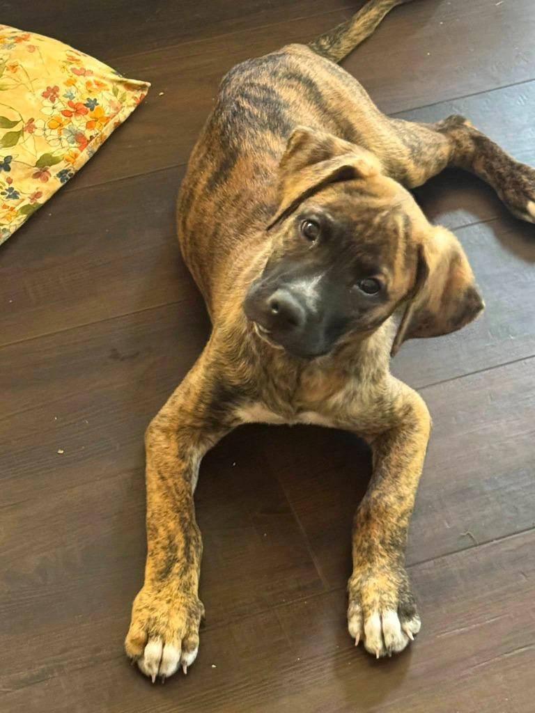 Ringo, a Adoptable Mixed Breed in Mesa, AZ image 2/3