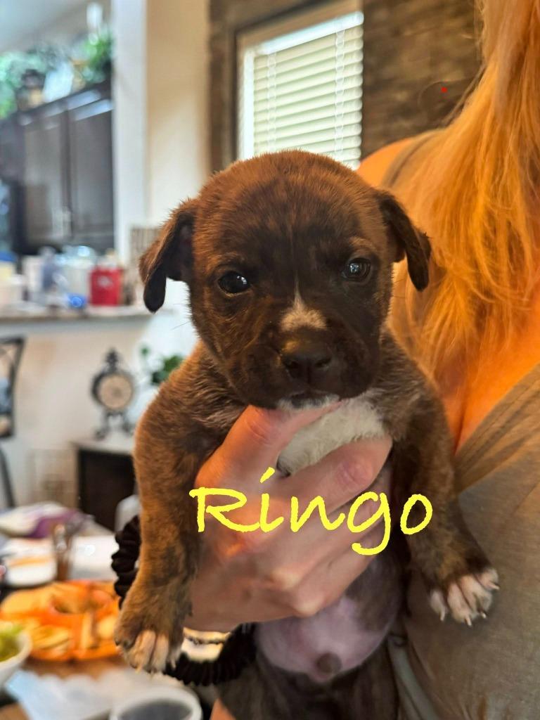 Ringo, a Adoptable Mixed Breed in Mesa, AZ image 3/3