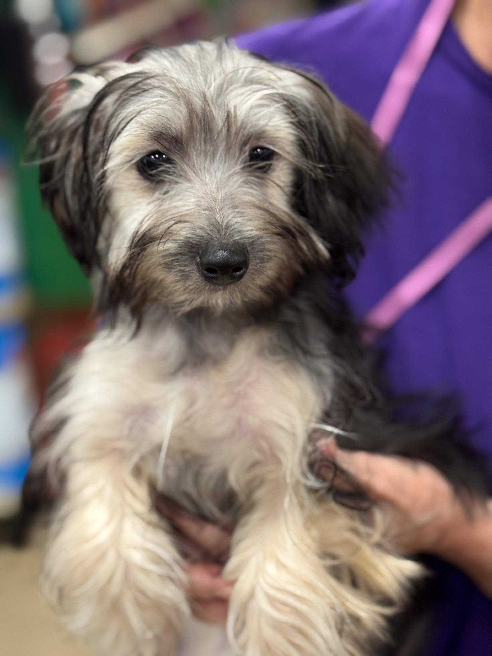 Enlarge Madelyn, a Adopted mixed breed in Wheaton, IL image 1/2