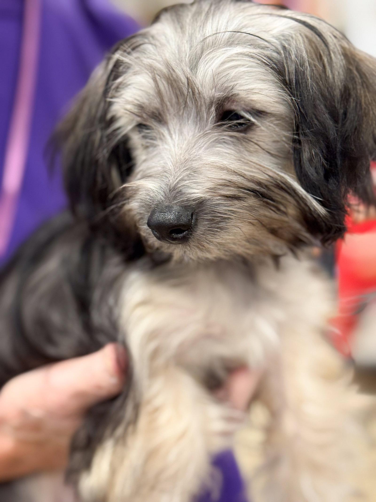 Enlarge Madelyn, a Adopted mixed breed in Wheaton, IL image 2/2