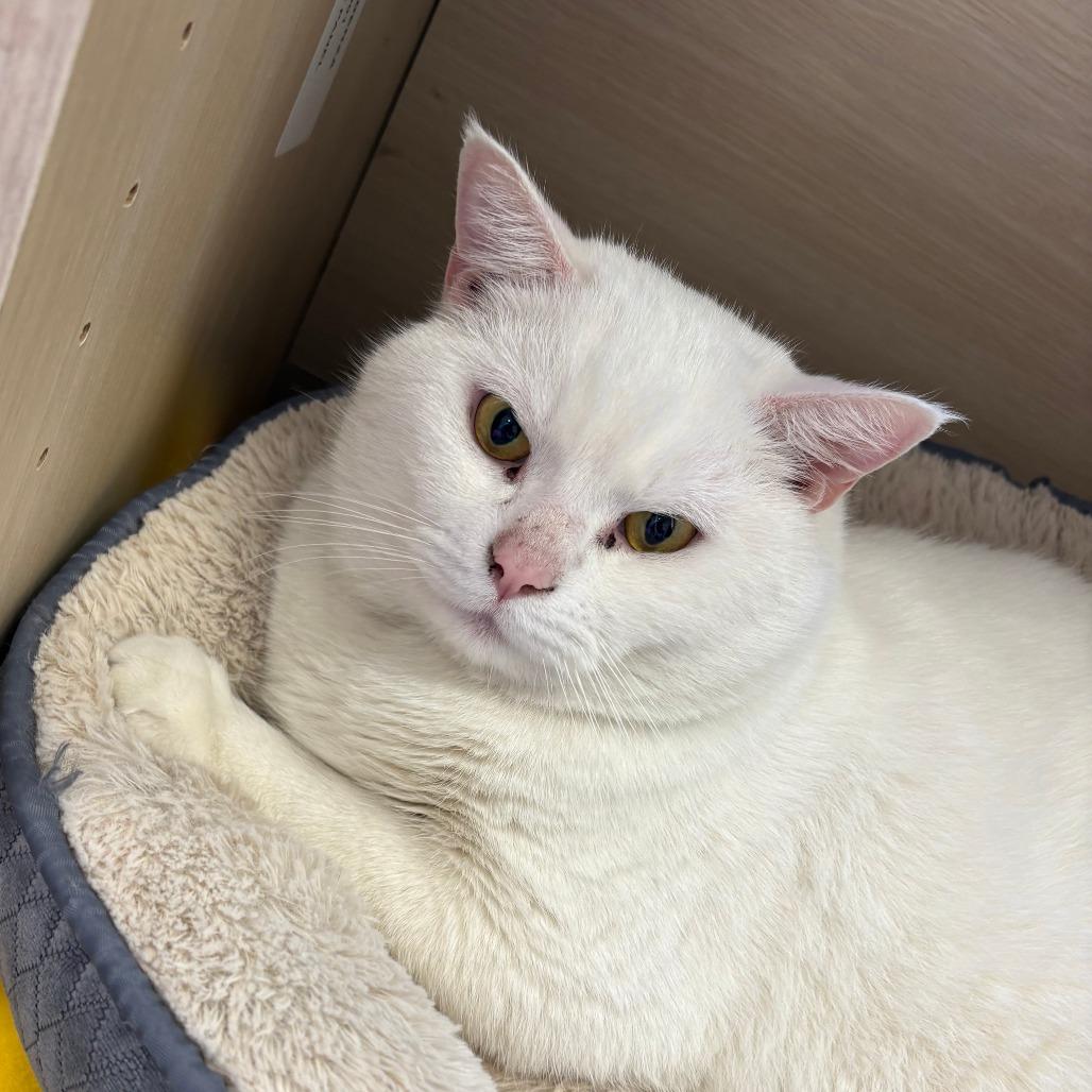 Big boy, Adoptable, Adult Male American Shorthair.