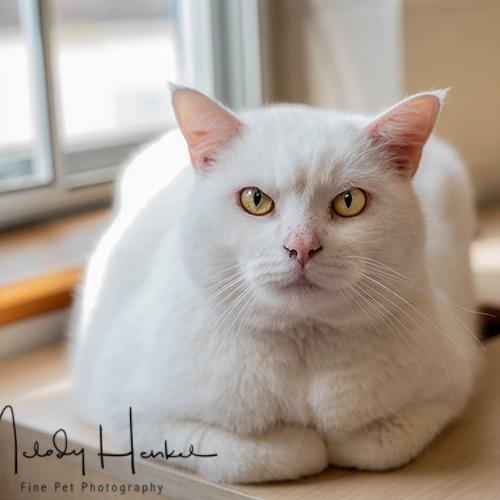 Enlarge Big boy, a Adoptable American Shorthair in Brockton, MA image 2/4