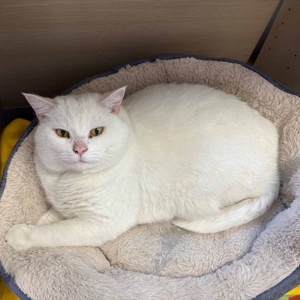 Enlarge Big boy, a Adoptable American Shorthair in Brockton, MA image 3/4