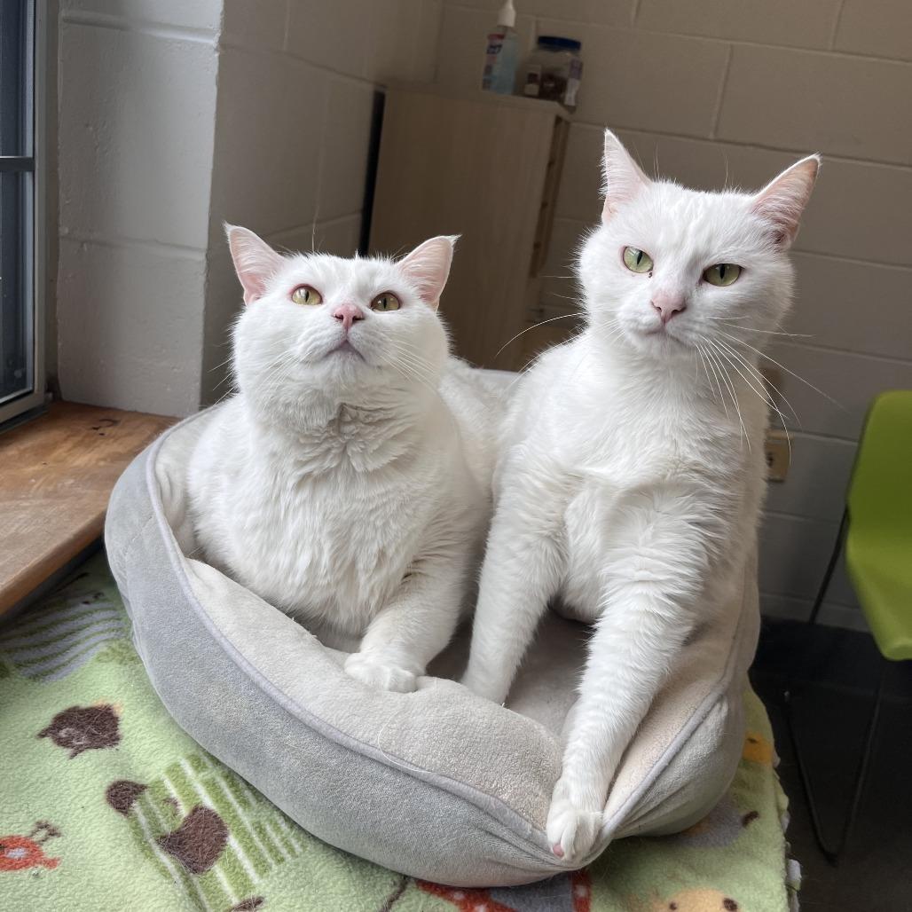 Enlarge Big boy, a Adoptable American Shorthair in Brockton, MA image 4/4