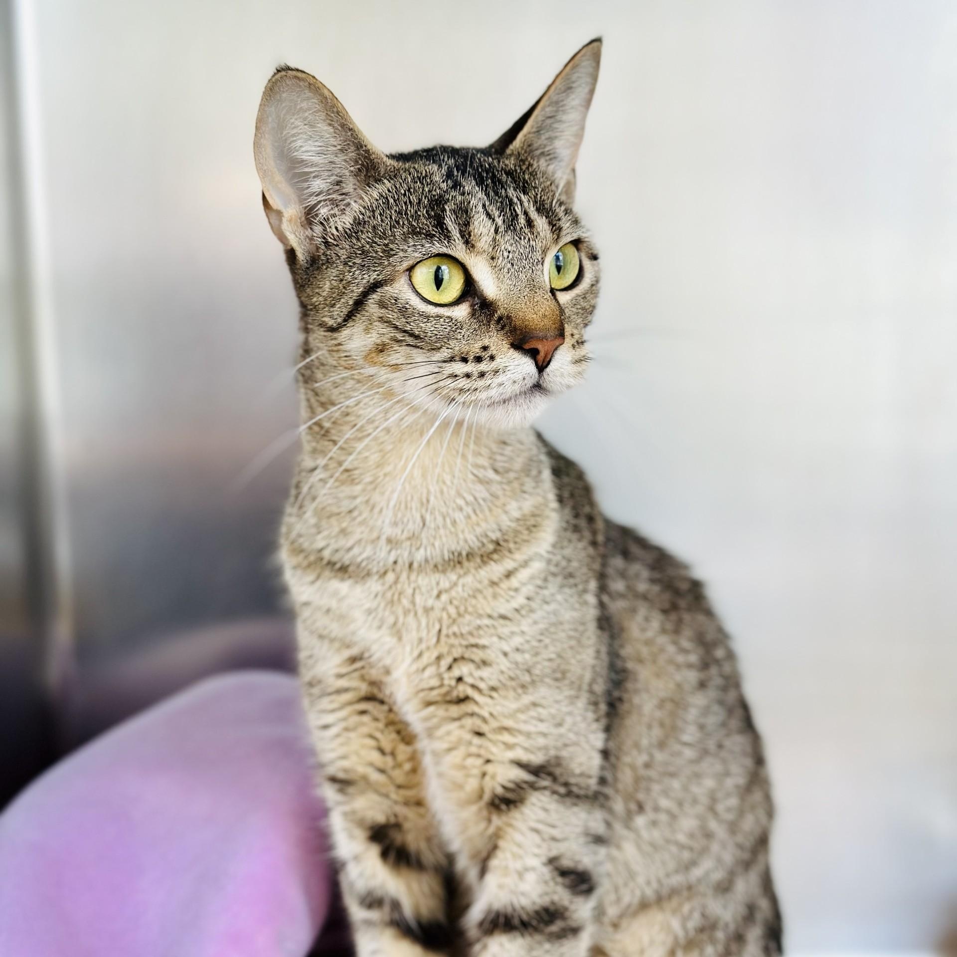 Enlarge Wren , a ADOPTABLE Domestic Short Hair in Jackson, NJ image 3/4