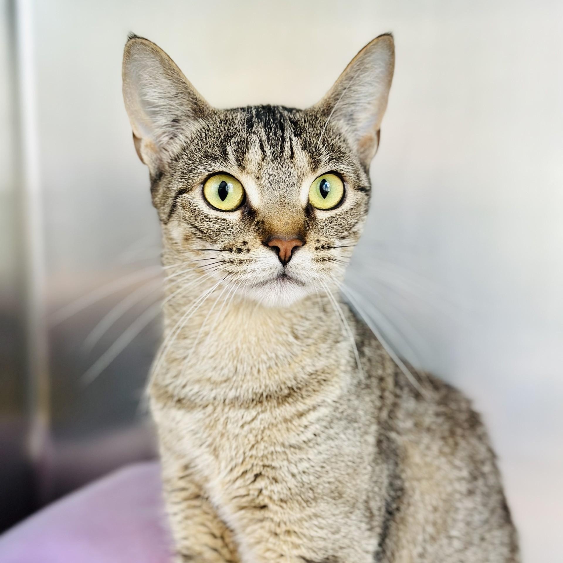 Enlarge Wren , a ADOPTABLE Domestic Short Hair in Jackson, NJ image 4/4