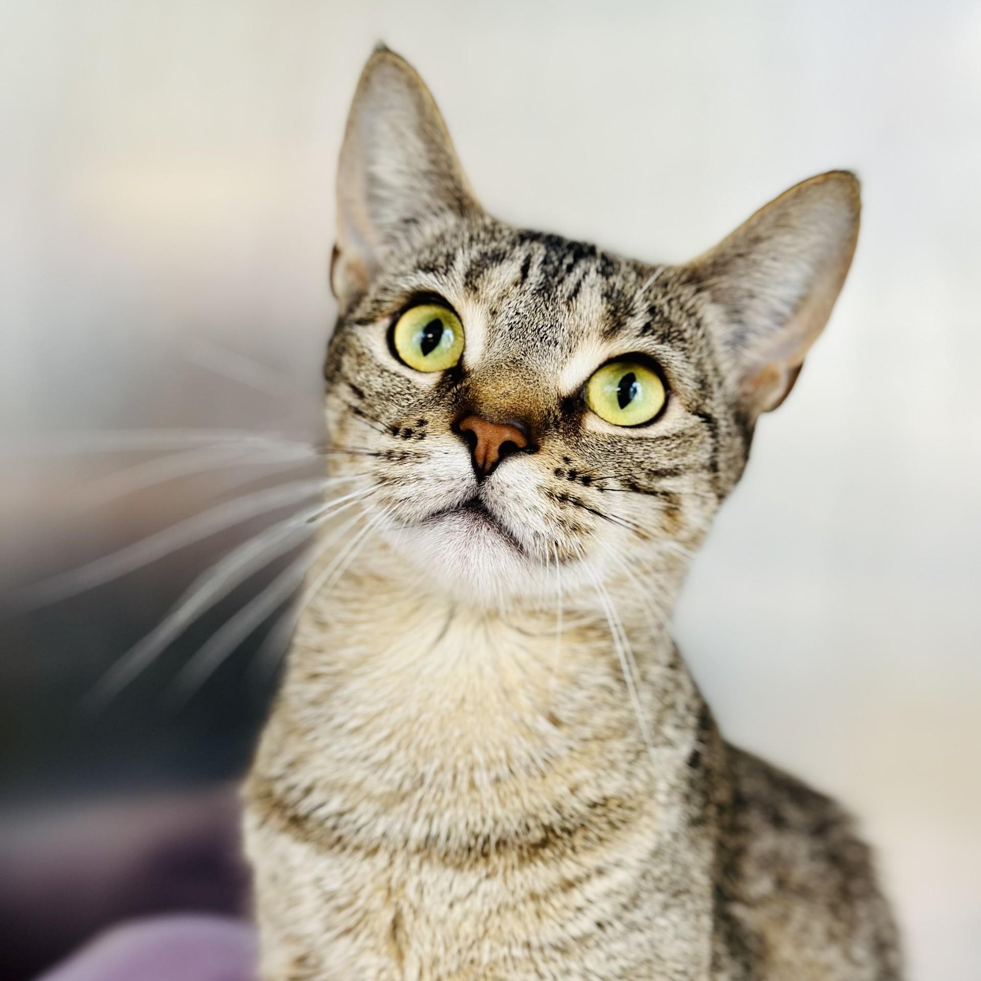 Enlarge Wren , a ADOPTABLE Domestic Short Hair in Jackson, NJ image 1/4