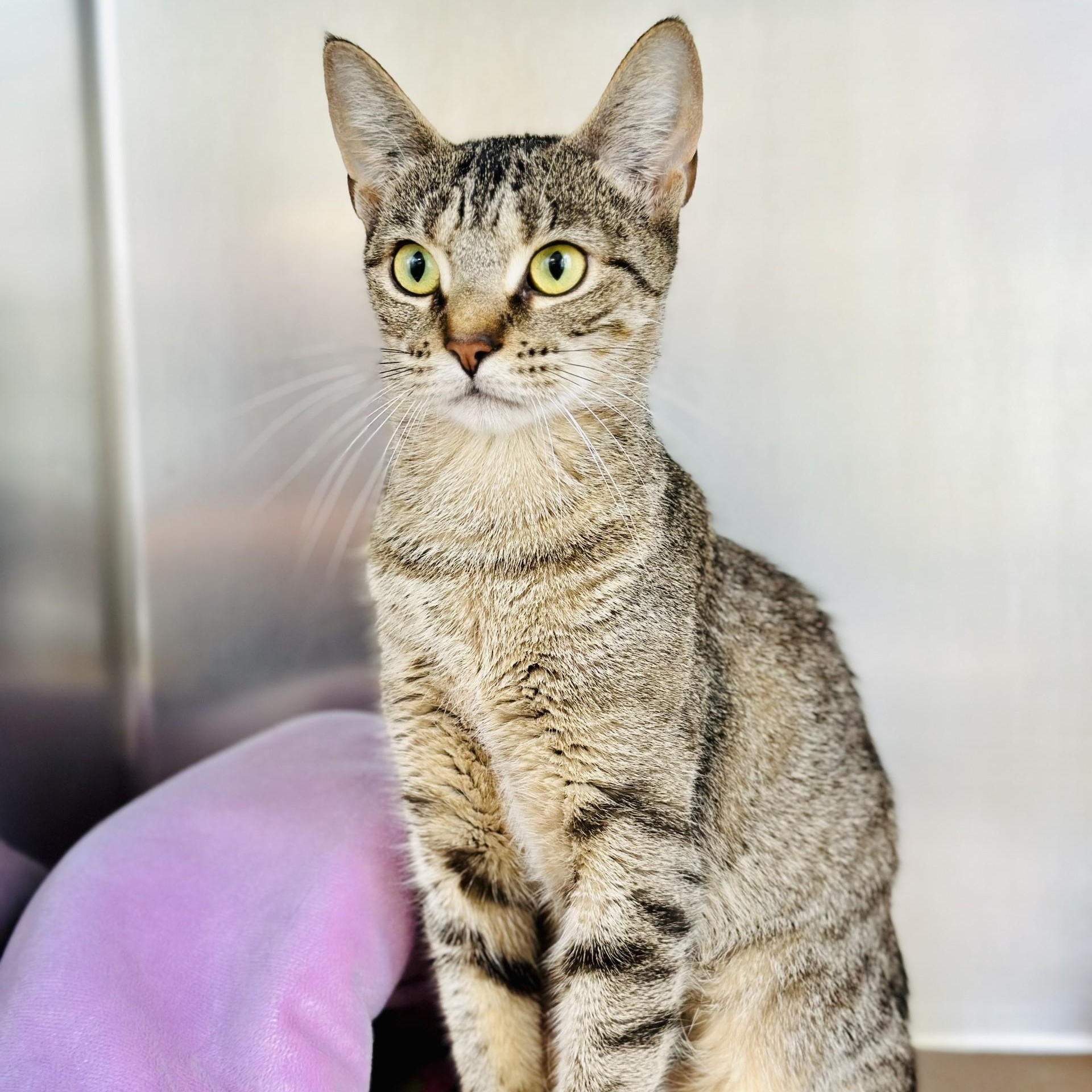 Enlarge Wren , a ADOPTABLE Domestic Short Hair in Jackson, NJ image 2/4