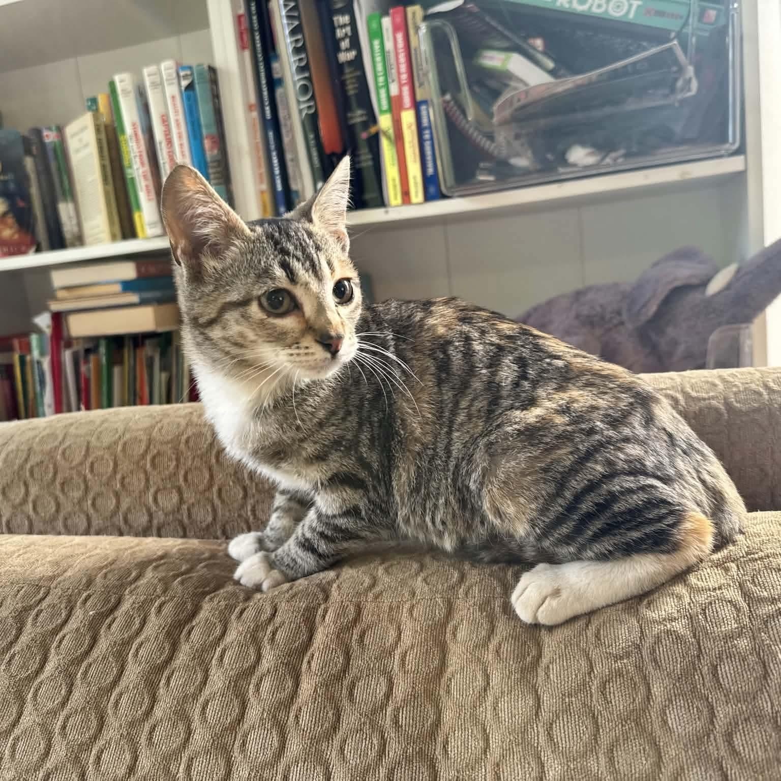Ellie photo