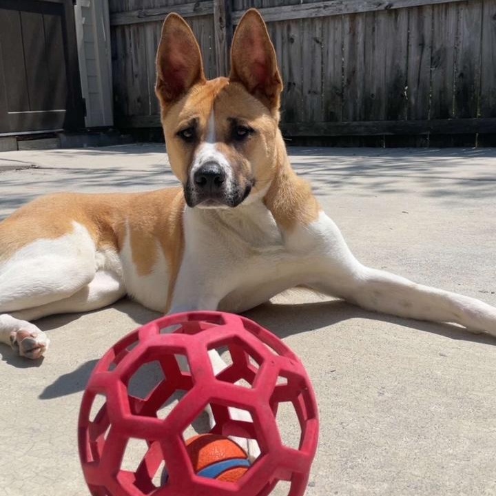 Fergus, Young Male Basenji