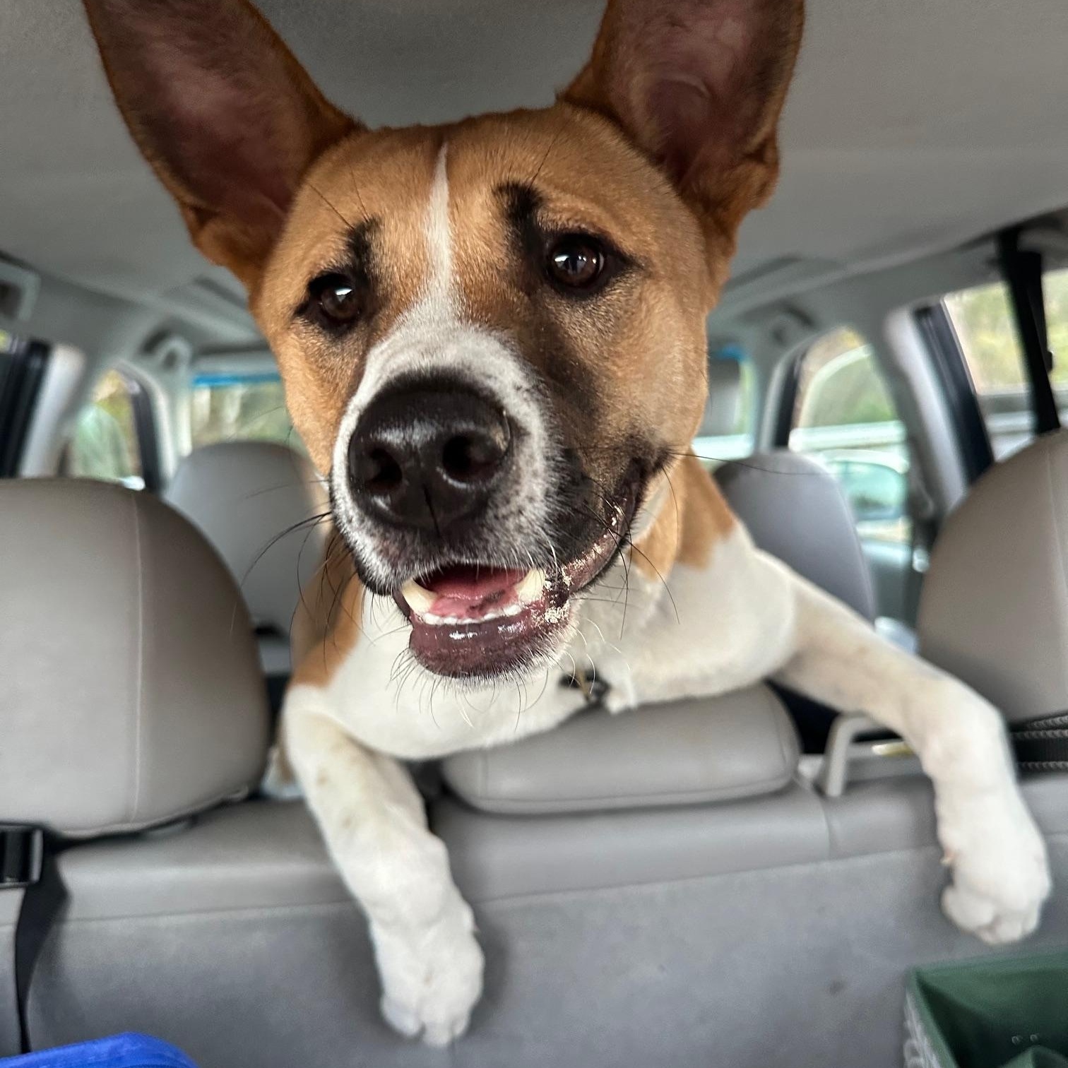 Enlarge Fergus, a Adopted mixed breed in Hixson, TN image 2/6