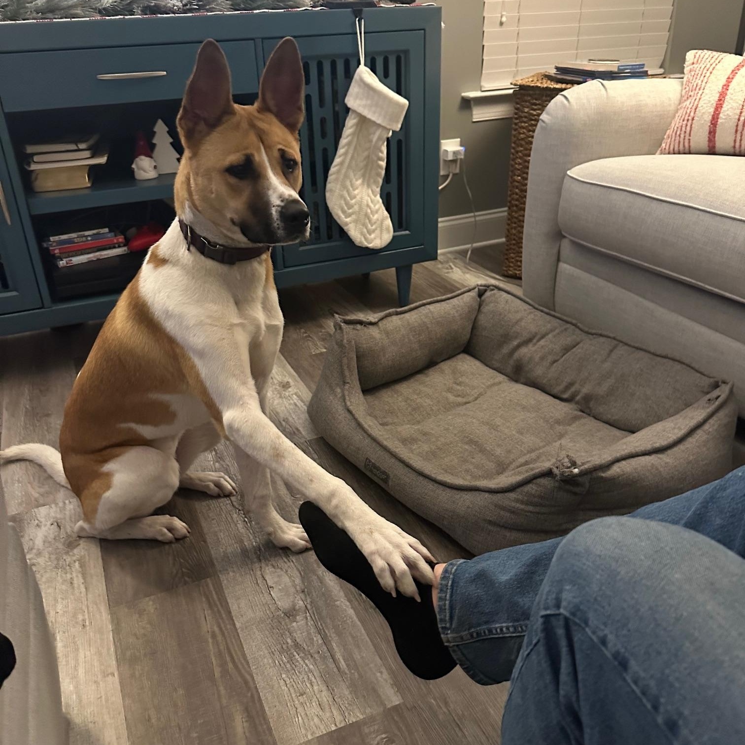 Enlarge Fergus, a Adopted mixed breed in Hixson, TN image 4/6