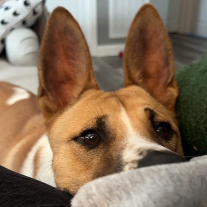 Enlarge Fergus, a Adopted mixed breed in Hixson, TN image 3/6