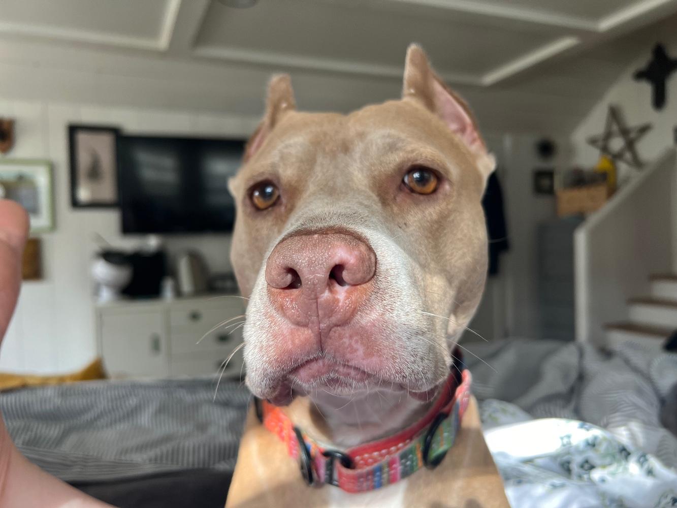 Sylvia