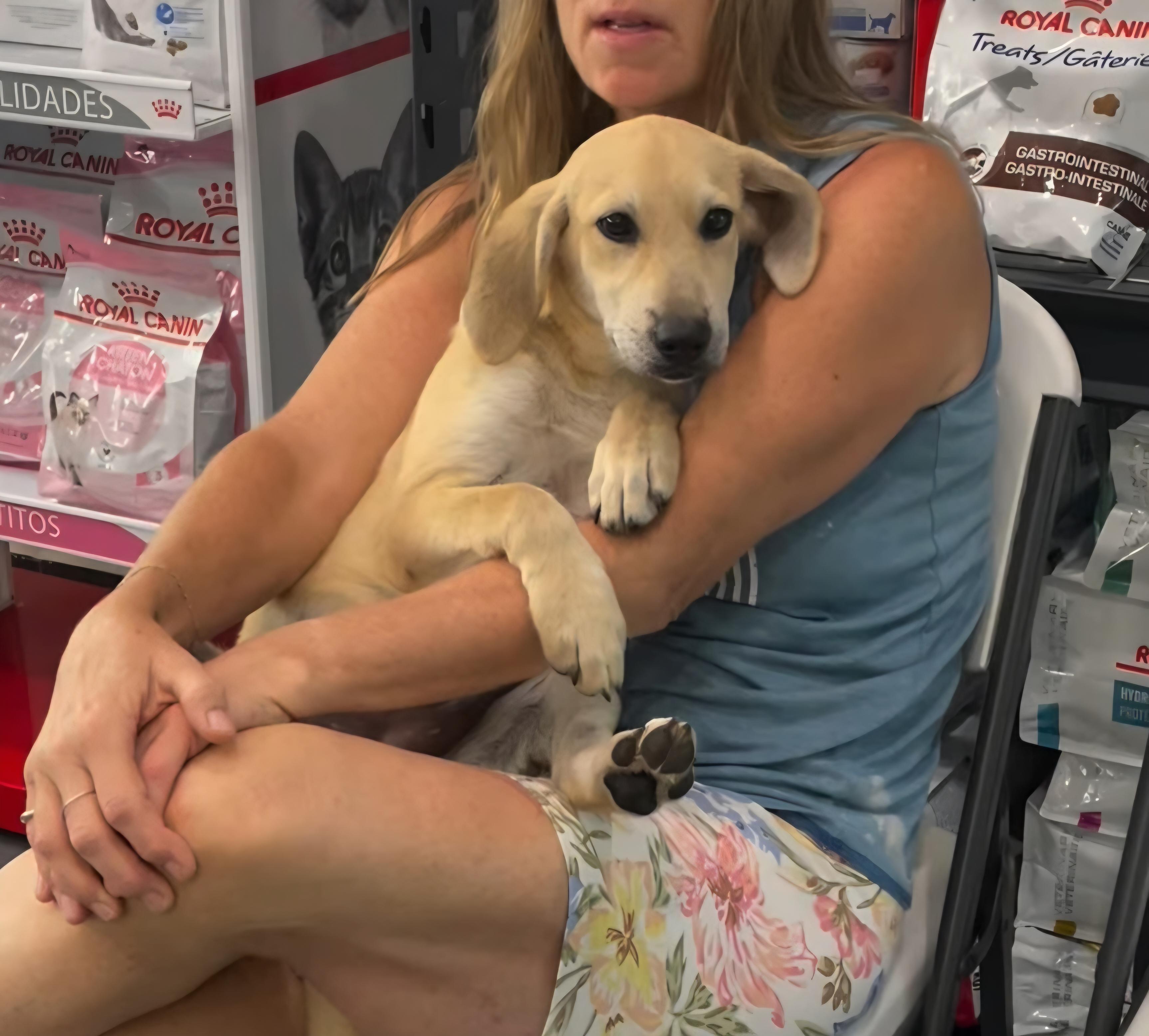 Creamy, adopted, Puppy Female Labrador Retriever.
