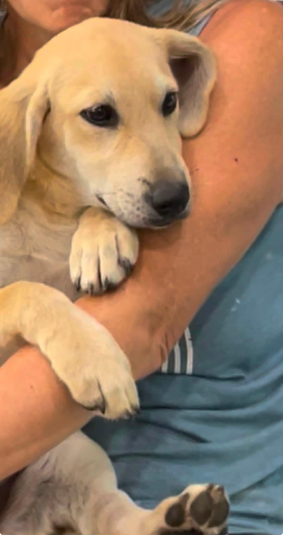 Creamy, an adopted mixed breed in Rincon, PR image 2/3
