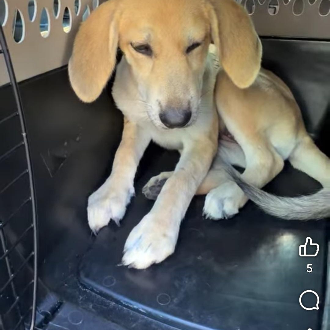 Creamy, an adopted mixed breed in Rincon, PR image 3/3