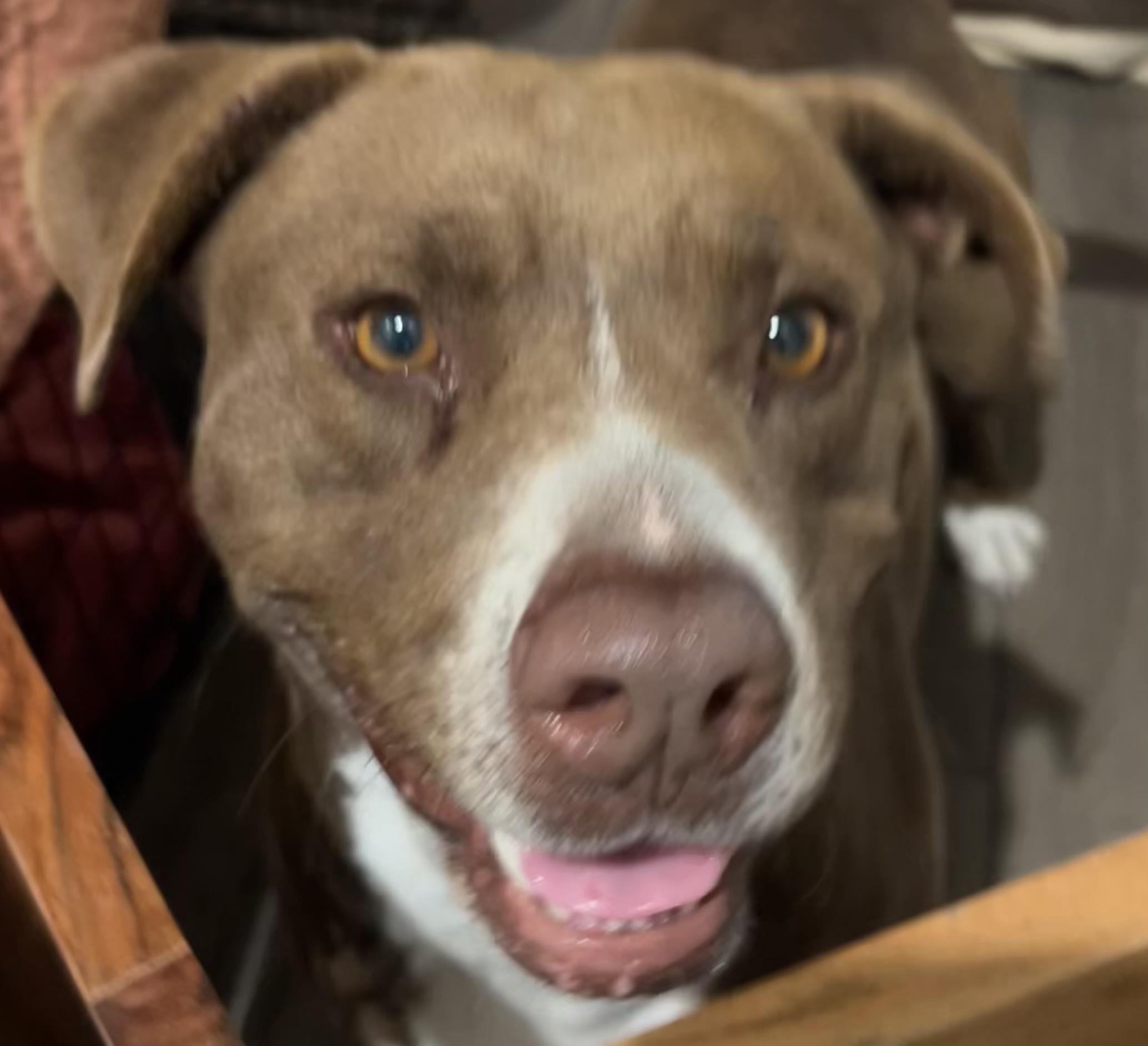 Enlarge Rosie, a Adoptable mixed breed in Boise, ID image 1/6