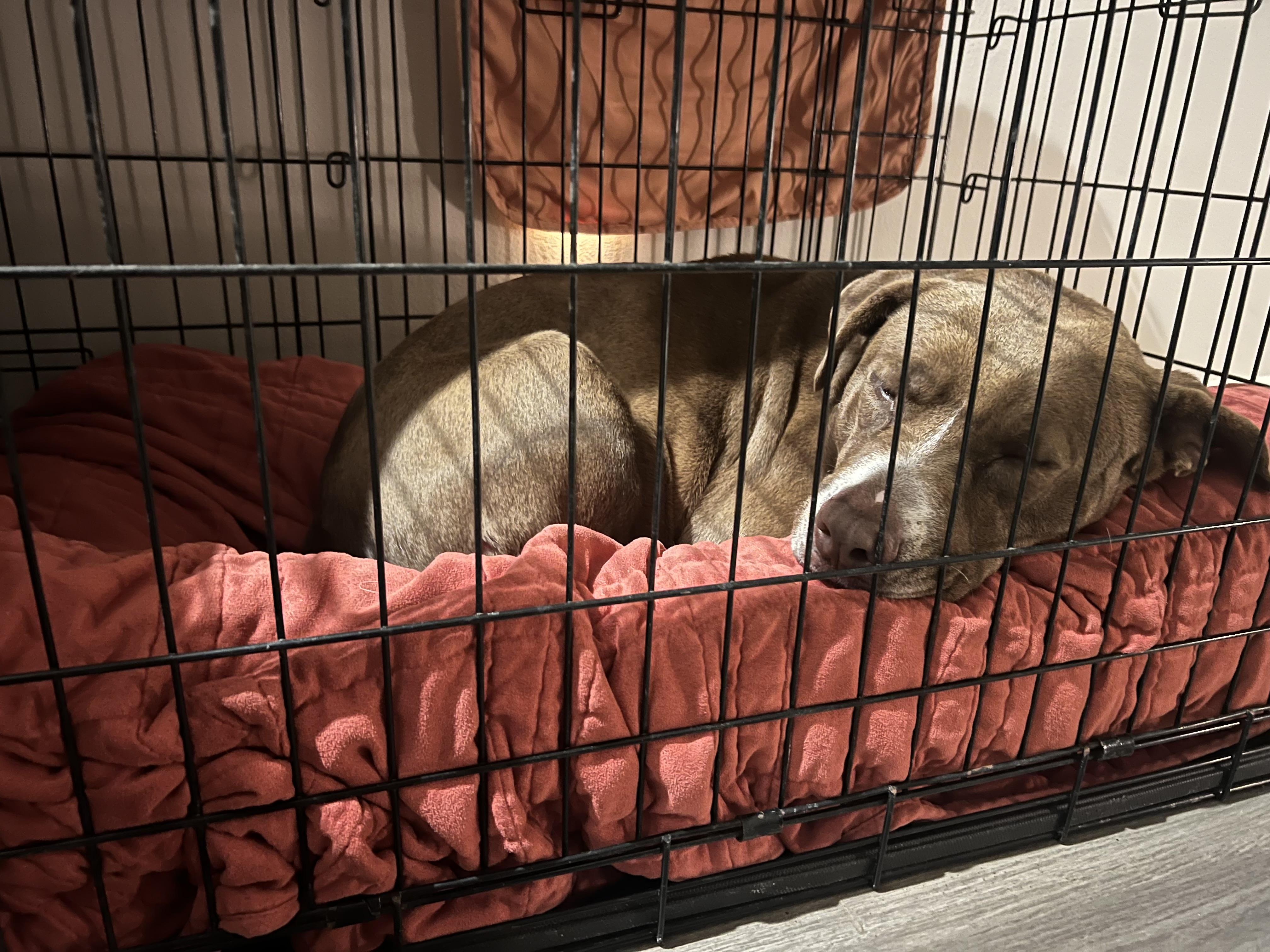 Enlarge Rosie, a Adoptable mixed breed in Boise, ID image 5/6