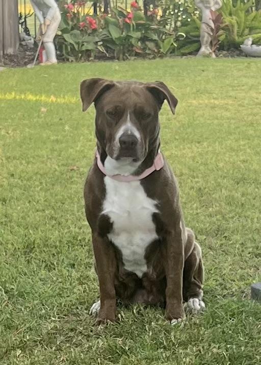 Enlarge Rosie, a Adoptable mixed breed in Boise, ID image 2/6