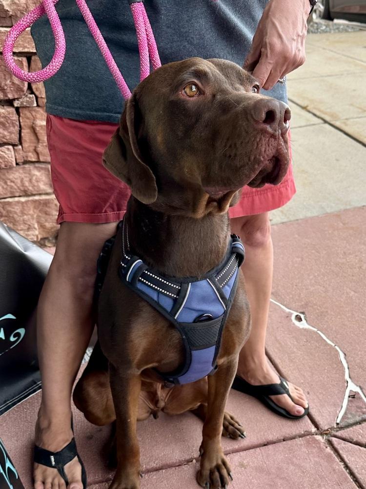 Enlarge Okayden, a Adoptable mixed breed in Lafayette, CO image 1/6