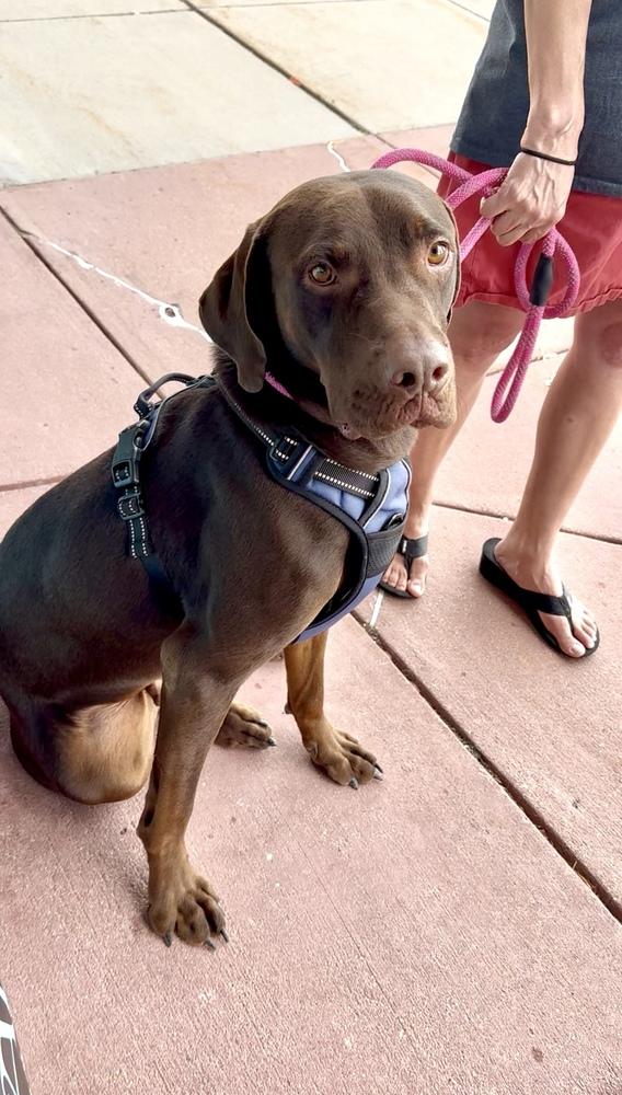 Okayden, Adoptable, Adult Male Labrador Retriever & Doberman Pinscher.